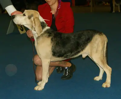 Chien courant norvégien — photo de la race