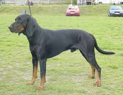 Chien courant polonais — photo de la race