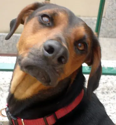 Chien courant serbe — photo de la race
