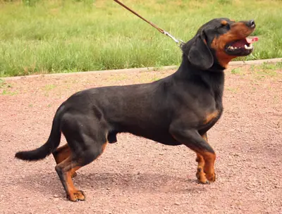 Chien courant slovaque — photo de la race