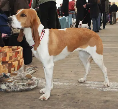 Chien courant suisse — photo de la race