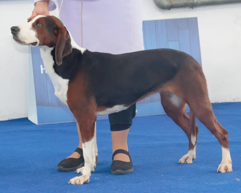 Chien courant tricolore serbe adulte, photographié en extérieur