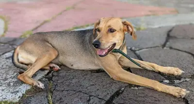 Chien créole — photo de la race