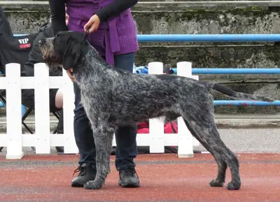 Chien d'arrêt allemand à poil dur — photo de la race