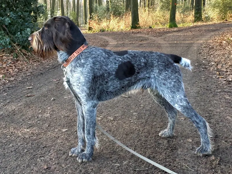 Chien d'arrêt allemand à poil dur — Dan vom hardenberg (cropped)