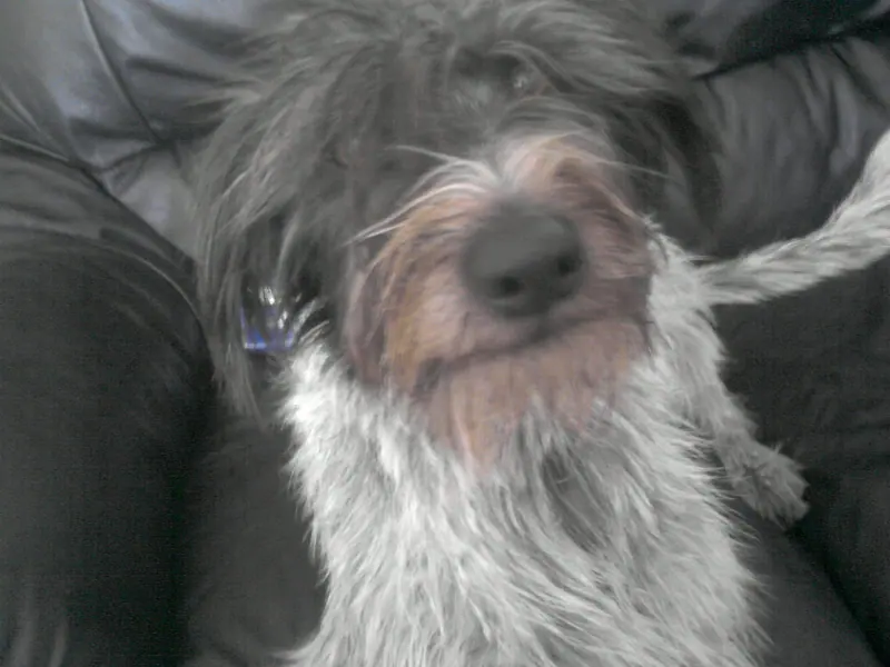 Chien d'arrêt allemand à poil dur — German wirehaired pointer