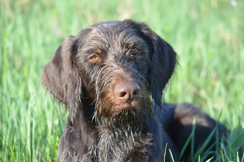 Chien d'arrêt allemand à poil dur — German Wirehaired Pointer Azart look, head shape