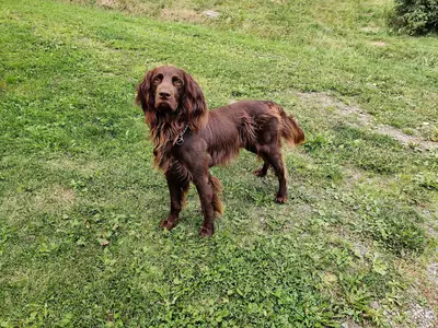 Chien d'arrêt allemand à poil long — photo de la race