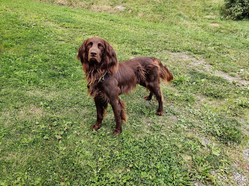 Chien d'arrêt allemand à poil long adulte, photographié en extérieur