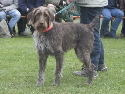 Chien d'arrêt allemand à poil raide — photo de la race