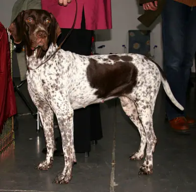 Chien d'arrêt danois ancestral — photo de la race