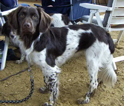 Chien d'arrêt frison — photo de la race