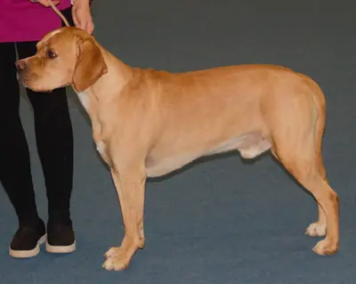 Chien d'arrêt portugais — photo de la race