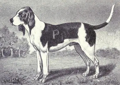 Chien d'Artois — photo de la race