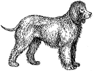 Chien d'eau américain — photo de la race