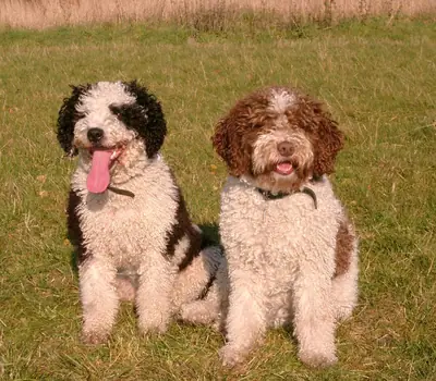 Chien d'eau espagnol — photo de la race