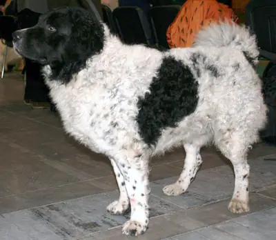 Chien d'eau frison — photo de la race