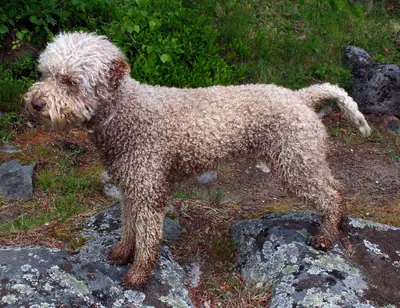 Chien d'eau romagnol — photo de la race