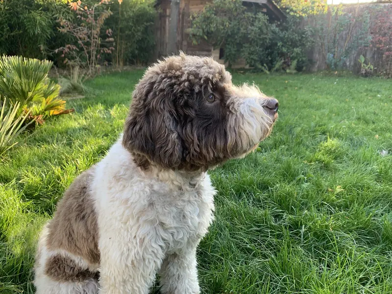 Chien d'eau romagnol — Lagotto-romagnolo
