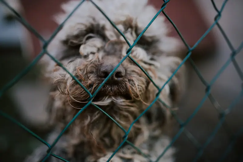 Chien d'eau romagnol — Dog looking through a chain-link fence in a backyard