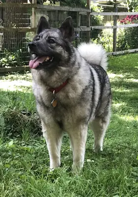 Chien d'élan norvégien gris — photo de la race