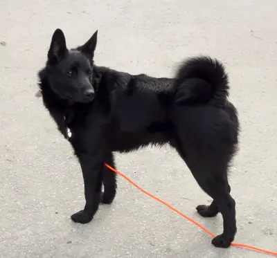 Chien d'élan norvégien noir — photo de la race