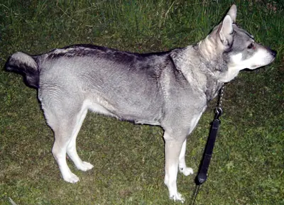 Chien d'élan suédois — photo de la race