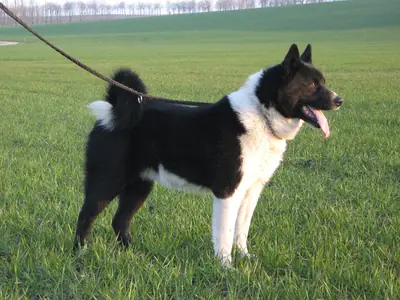 Chien d'ours de Carélie — photo de la race