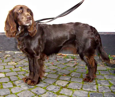Chien d'oysel allemand — photo de la race