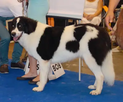 Chien de berger roumain de Bucovine — photo de la race