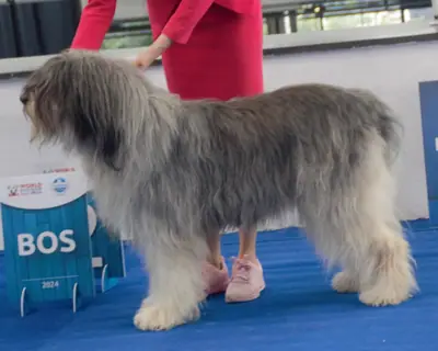 Chien de berger roumain de Mioritza