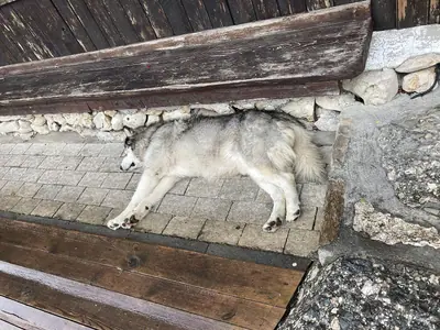 Chien de berger roumain des Carpathes — photo de la race