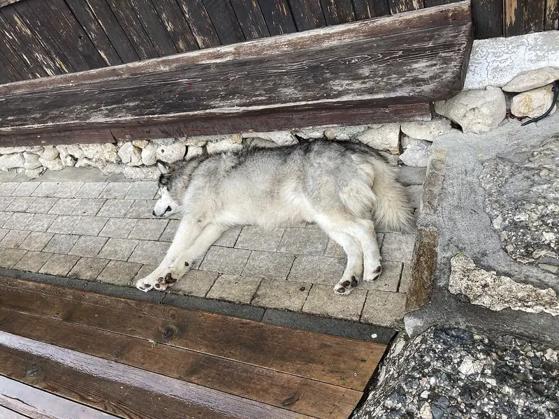 Chien de berger roumain des Carpathes adulte, photographié en extérieur
