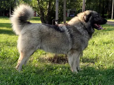 Chien de berger yougoslave de Charplanina — photo de la race