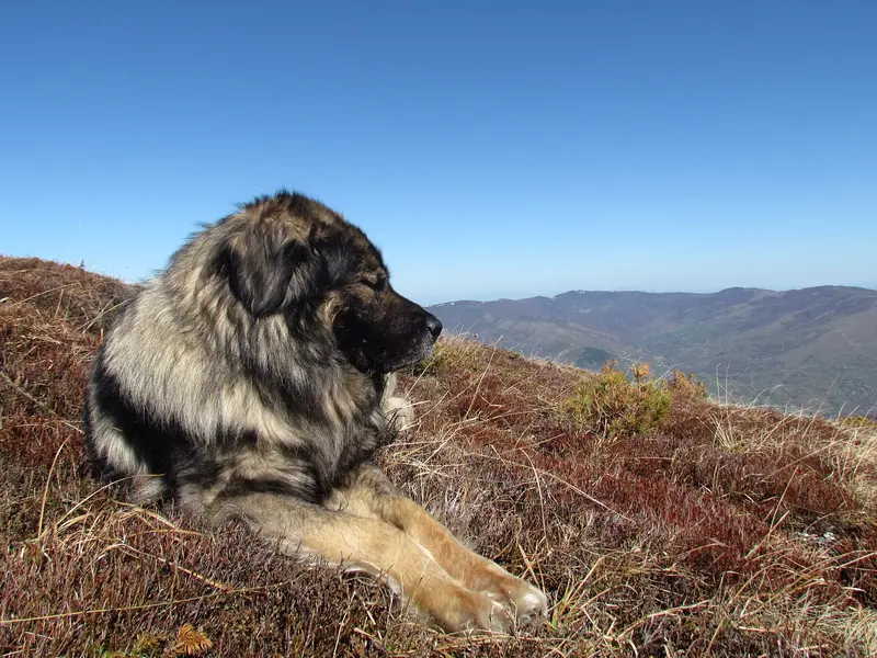 Chien de berger yougoslave de Charplanina — Sar planinac