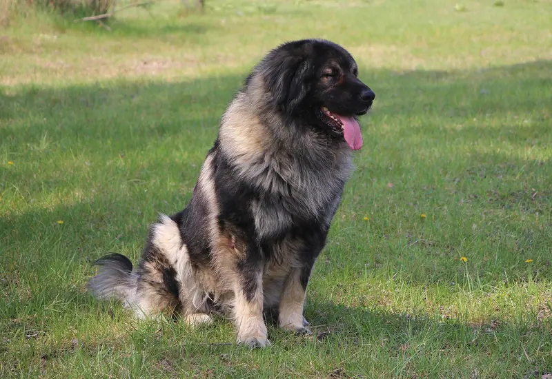 Chien de berger yougoslave de Charplanina — Sarplaninac male dog Muri Emír