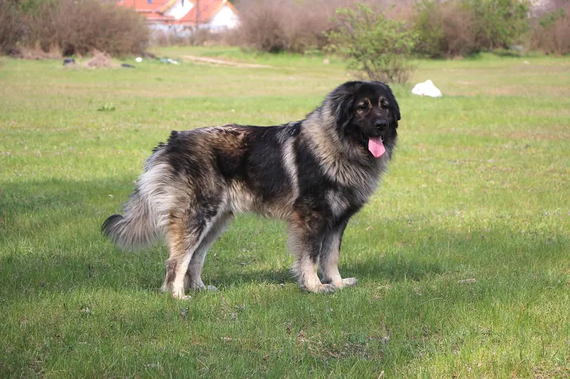 Chien de berger yougoslave de Charplanina — Sarplaninac male dog Muri-Emír 2 years old