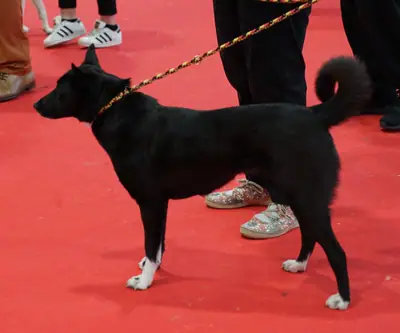 Chien de Canaan — photo de la race