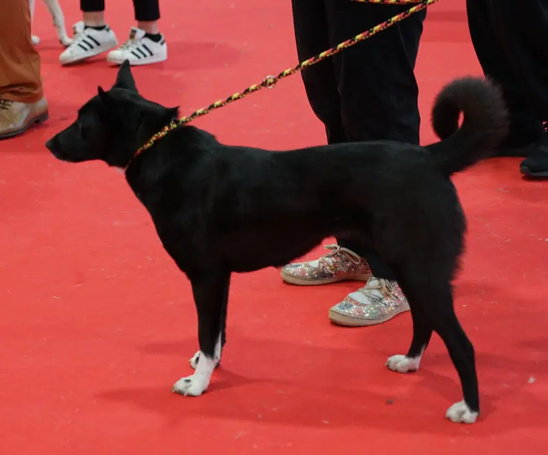 Chien de Canaan adulte, photographié en extérieur