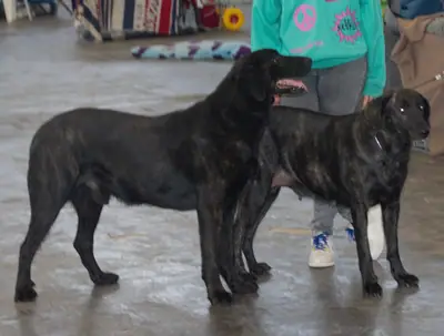 Chien de Castro Laboreiro — photo de la race