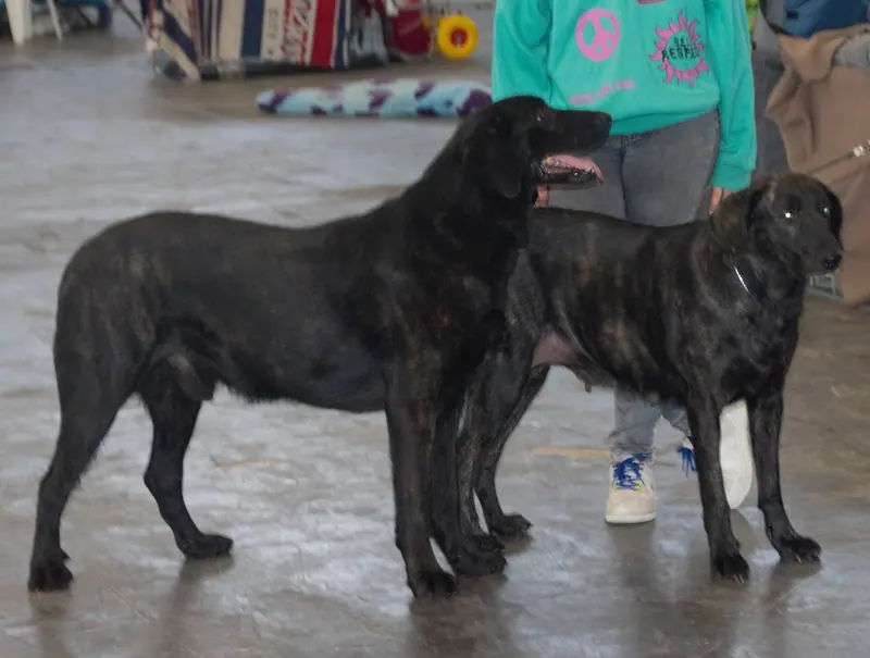 Chien de Castro Laboreiro adulte, photographié en extérieur