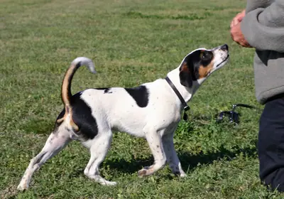 Chien de ferme dano-suédois — photo de la race
