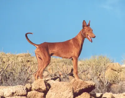 Chien de garenne des Canaries — photo de la race