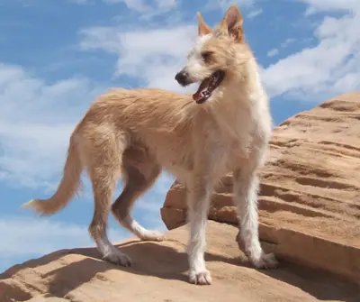 Chien de garenne portugais — photo de la race