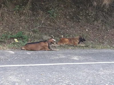 Chien de la Serra da Estrela — photo de la race