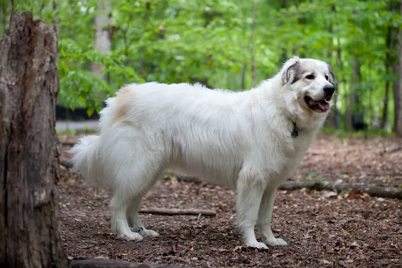 Chien de montagne des Pyrénées — Great Pyrenees Mountain Dog 2