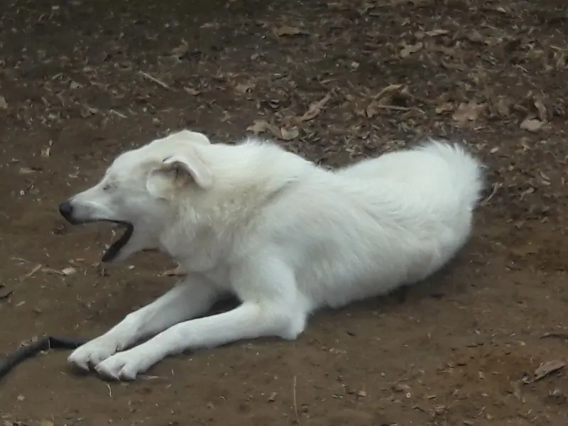 Chien de montagne des Pyrénées — 2019 Luna nice dog 01