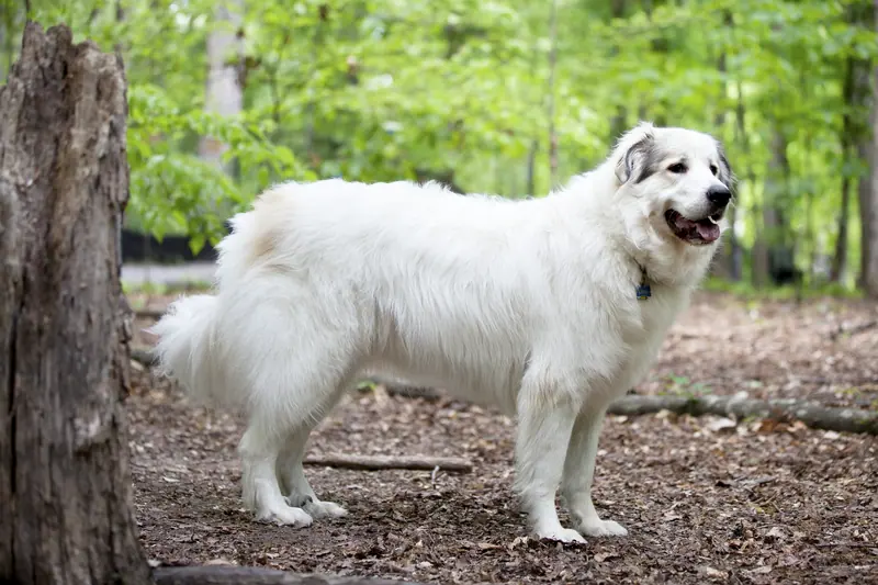 Chien de montagne des Pyrénées — Great Pyrenees Mountain Dog
