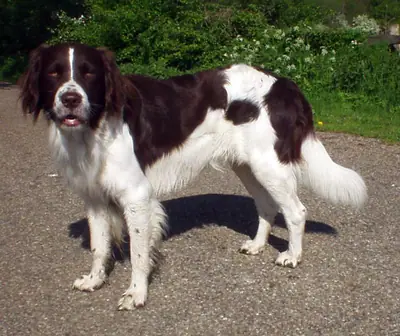 Chien de perdrix de Drente — photo de la race