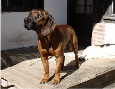 Chien de recherche au sang de Hanovre — photo de la race